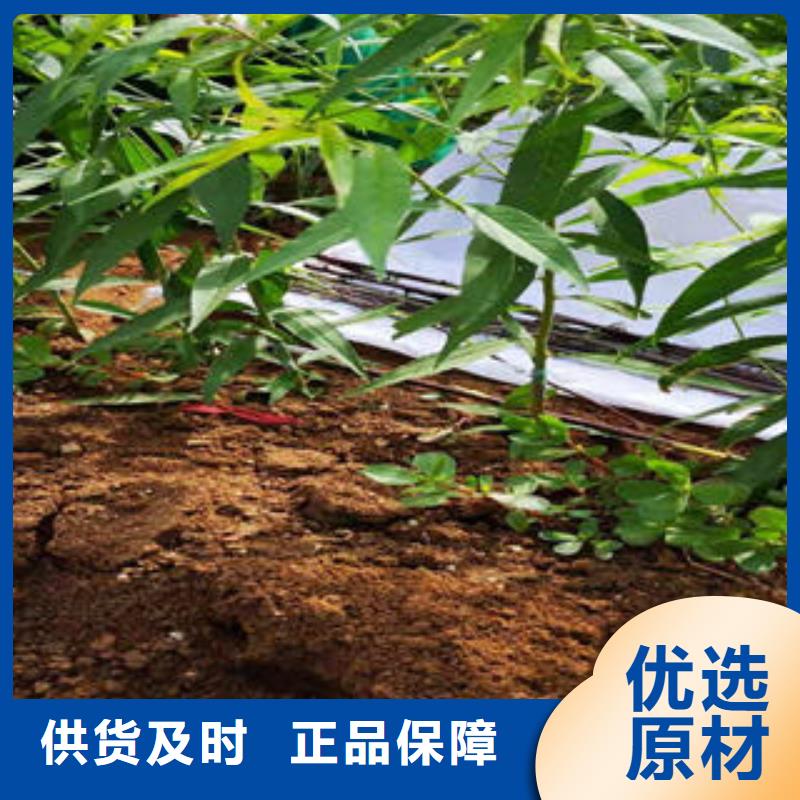 桃树苗 山楂苗全新升级品质保障分类和特点
