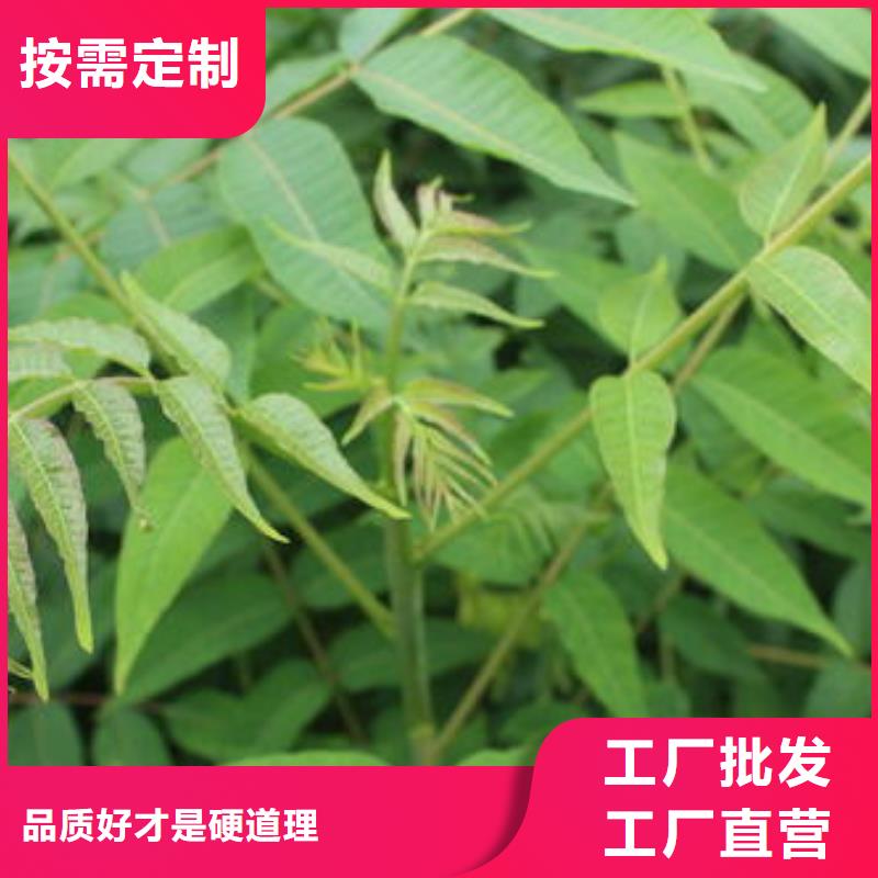 【香椿苗蓝莓苗经验丰富质量放心】品牌专营