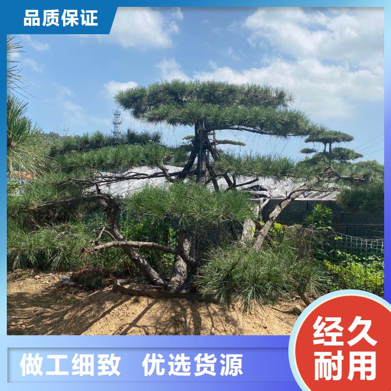 采购造型油松必看-来电咨询出厂价