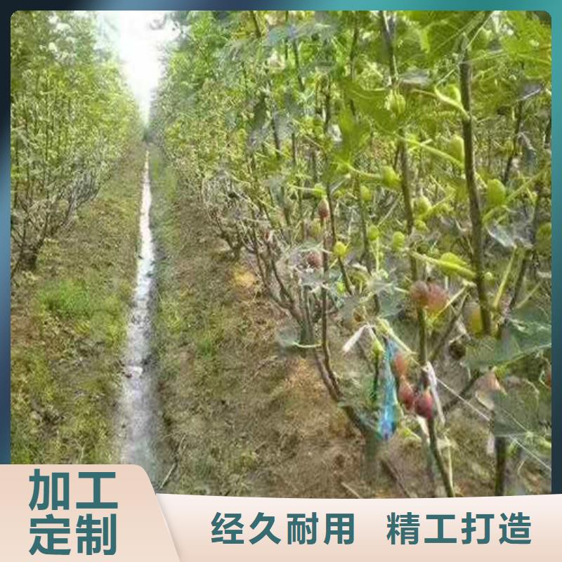 斯特拉无花果树苗经验丰富品质可靠