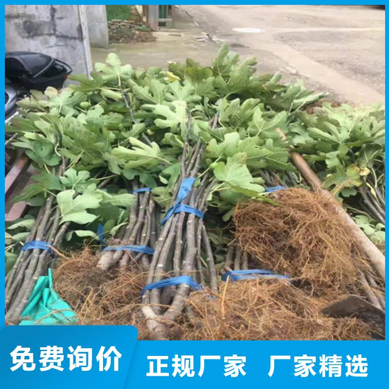 青花无花果树苗什么品种好本土品牌