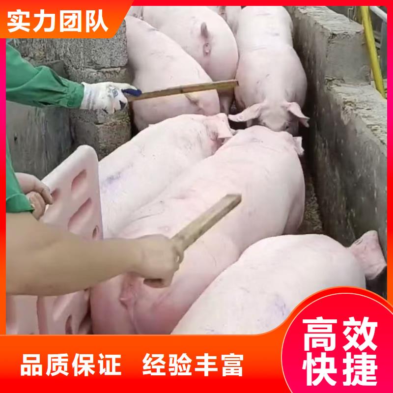 宿迁泗洪到晋城农牧运输正规物流