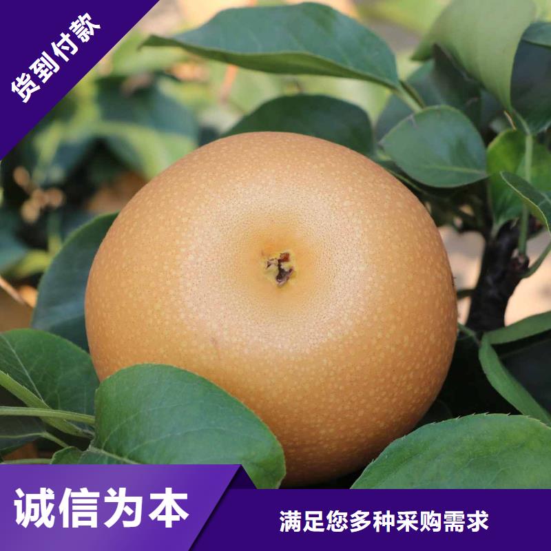 梨梨树苗基地物流配货上门同城区域公司