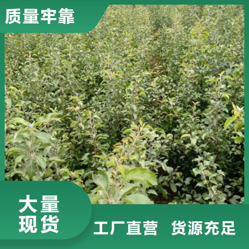 杜梨树苗种植方法本地区经销商