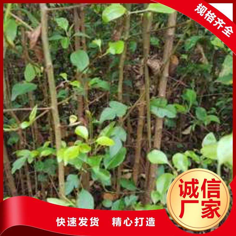 杜梨梨树苗基地国标检测放心购买当地生产商