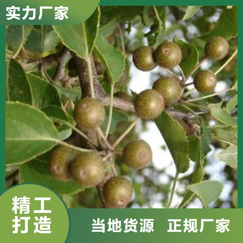 杜梨苗2025品种出厂严格质检