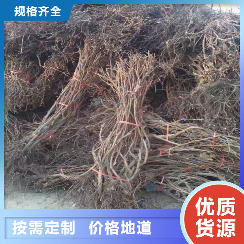 西区街道玫瑰香葡萄苗哪里纯正本市公司