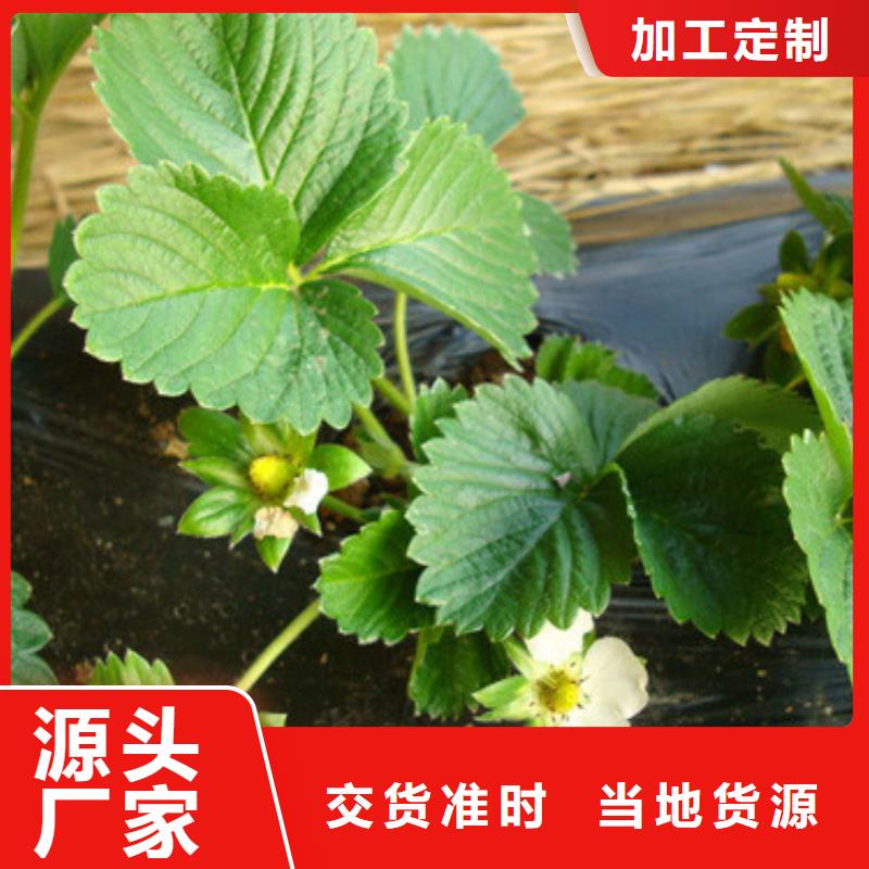 景洪二代草莓苗价格多少一手价格