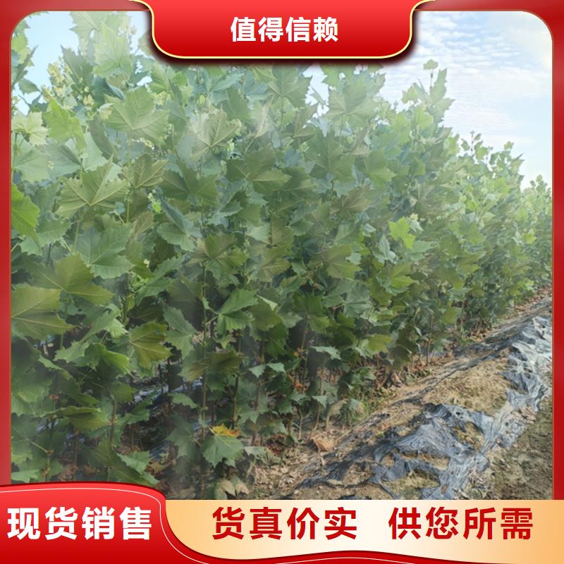 15公分法桐价格优惠法桐好产品放心购