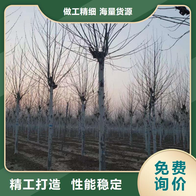 22公分法桐种植基地法桐使用方法