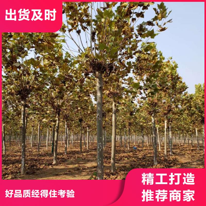 速生法桐价格合理法桐本地区供应商
