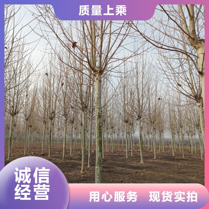 法桐小苗厂家_精益求精本土供应商
