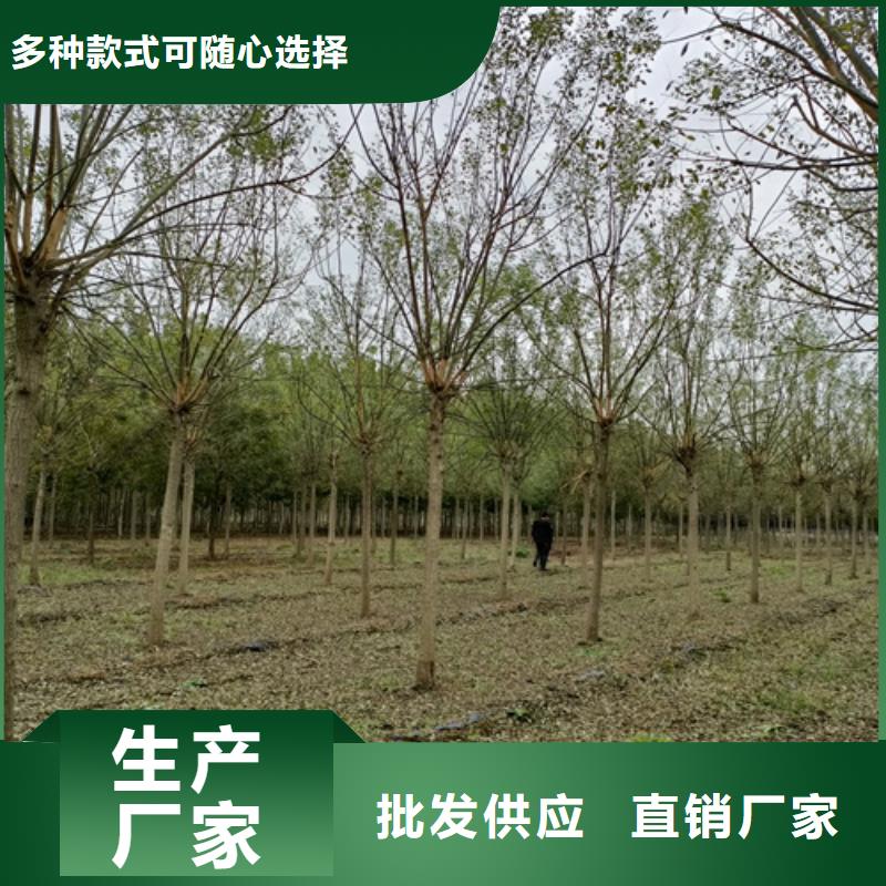 法桐-【炫丽海棠】您身边的厂家经验丰富品质可靠