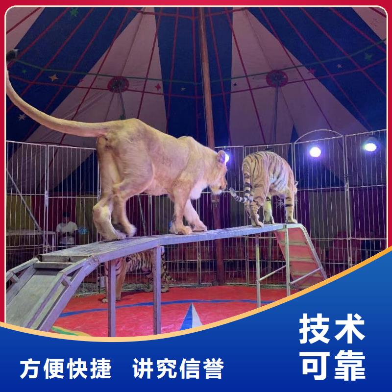 马戏团/羊驼 马戏团表演技术成熟当地公司