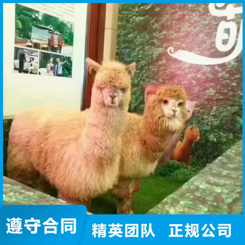 马戏团表演出租价格活动方案附近生产商