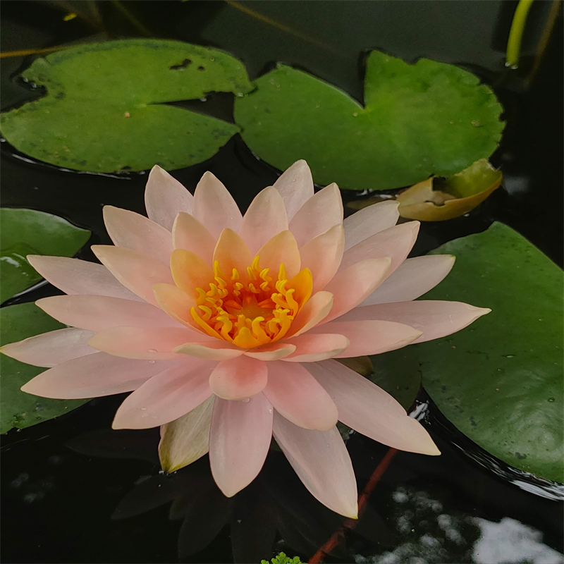 价格低的抗逆强荷花苗品牌厂家