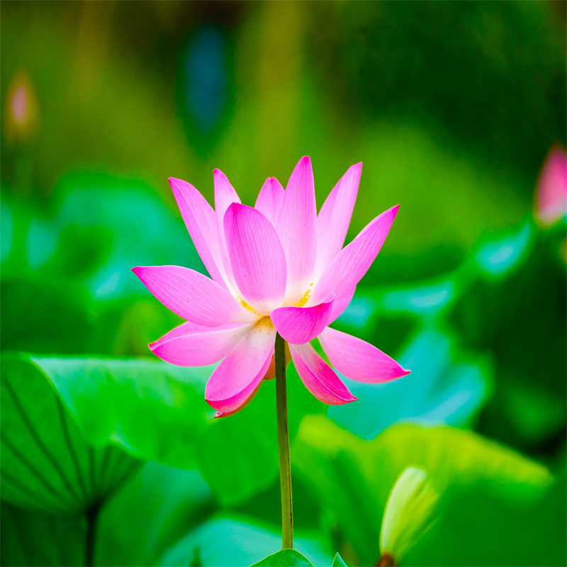 生产深水荷花苗的销售厂家