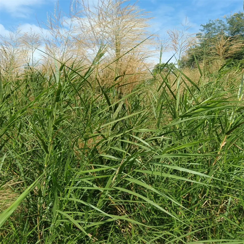 支持定制的饲料用芦苇苗供货商