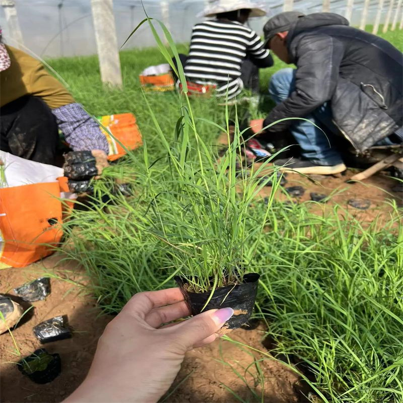 供应批发生态修复芦苇苗-全国配送